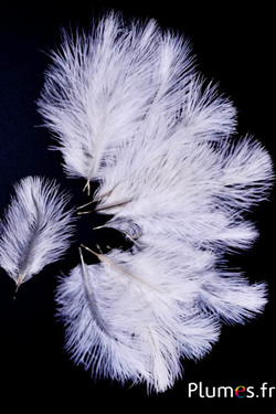 Struzzo Bellies - 8-13 cm - bianco-crema